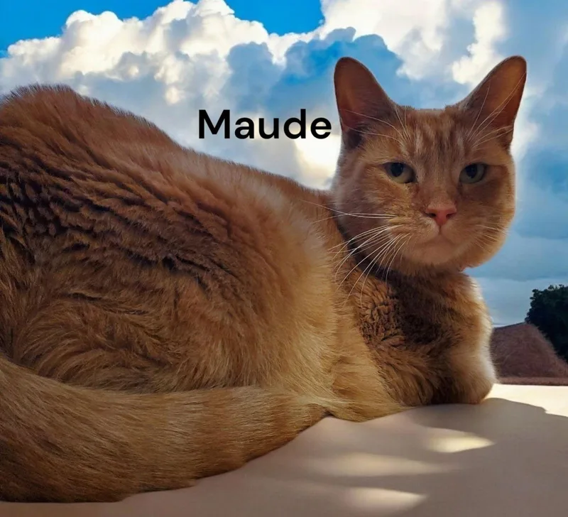 Maude thumbnail 2