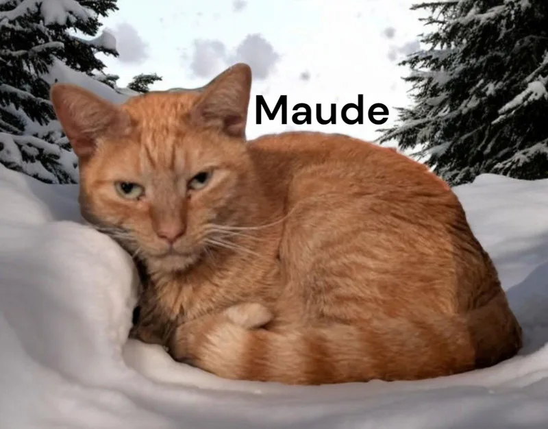 Maude thumbnail 3
