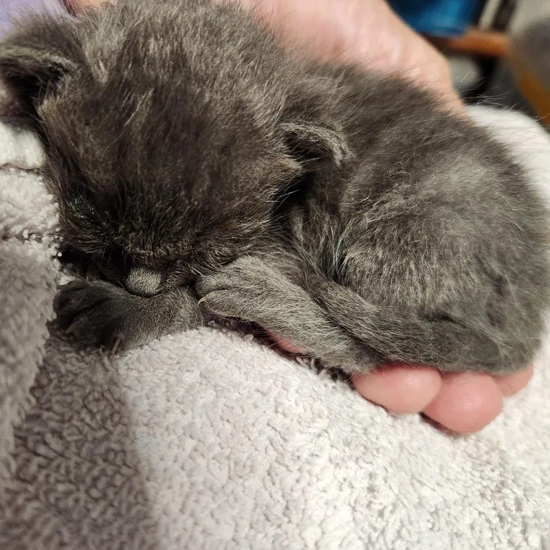 A baby small-sized male Gray / Blue / Silver Domestic Short Hair cat named B Freedom for adoption in Arizona City, AZ