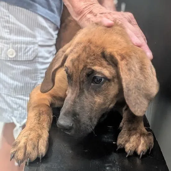 A baby medium-sized male Brindle Boxer dog named Towser for adoption in Smithville, TN