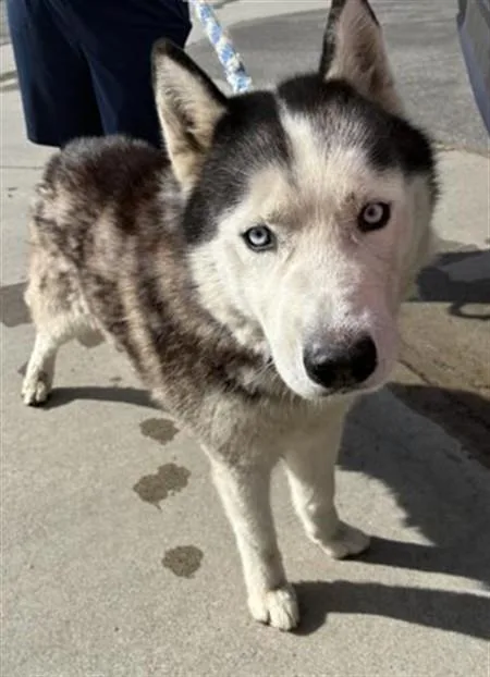 An adult large-sized male Siberian Husky dog named A for adoption in Rancho Cucamonga, CA