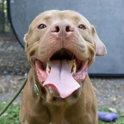 An adult large-sized male Pit Bull Terrier dog named Jellybean for adoption in Atlanta, GA