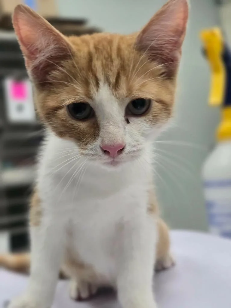 A baby medium-sized male Domestic Short Hair cat named Frank for adoption in Danielsville, GA