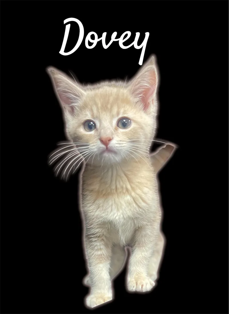 A baby small-sized female Tabby (Buff / Tan / Fawn) Domestic Short Hair cat named Dovey for adoption in Auburn, CA
