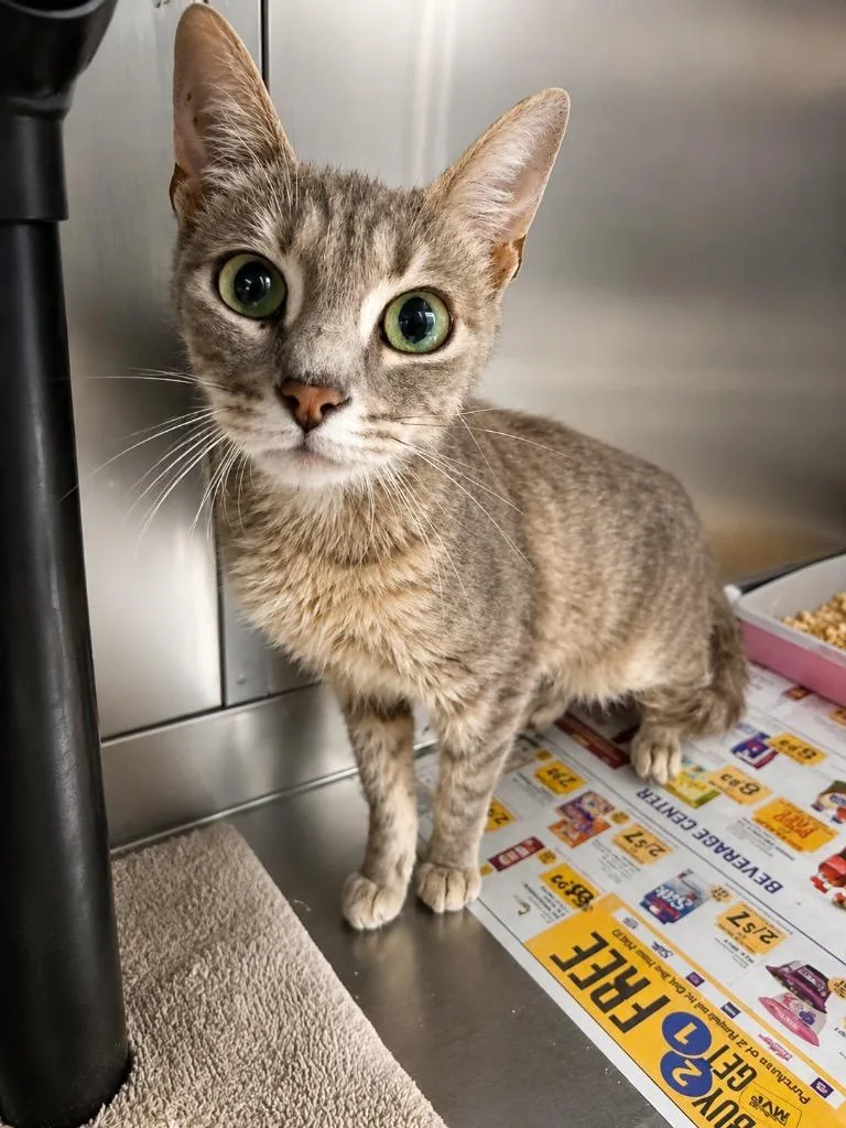 A young small-sized female Domestic Short Hair cat named Graby for adoption in Chickamauga , GA