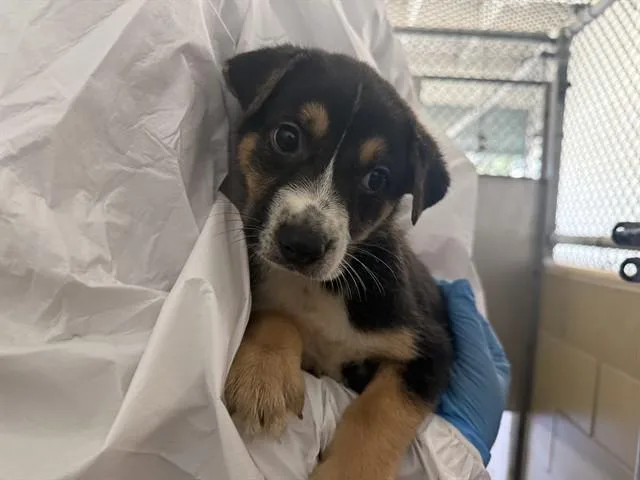 A baby small-sized male German Shepherd Dog dog named Tucker for adoption in Agoura, CA
