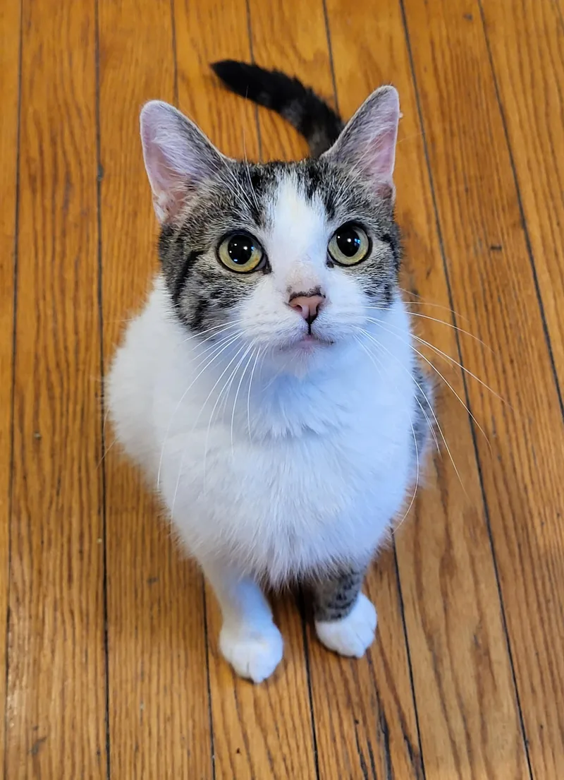 An adult large-sized female Calico Domestic Short Hair cat named Cassie for adoption in Homewood, IL
