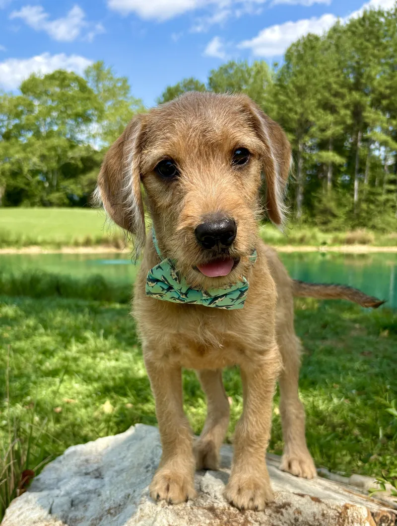 A baby medium-sized male Yellow / Tan / Blond / Fawn Goldendoodle dog named ChaCha for adoption in Pittsboro, NC