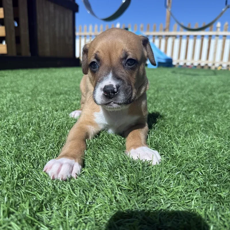 A baby small-sized male Yellow / Tan / Blond / Fawn Boxer dog named Linus for adoption in McMinnville, OR