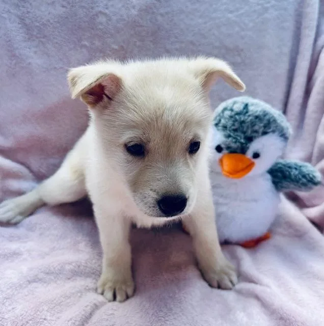 A baby medium-sized female Shepherd dog named Sauvi for adoption in Houston, TX