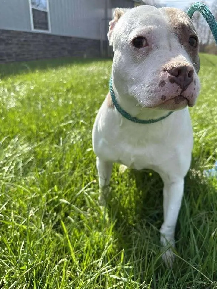 Mrs. Piggy thumbnail 2