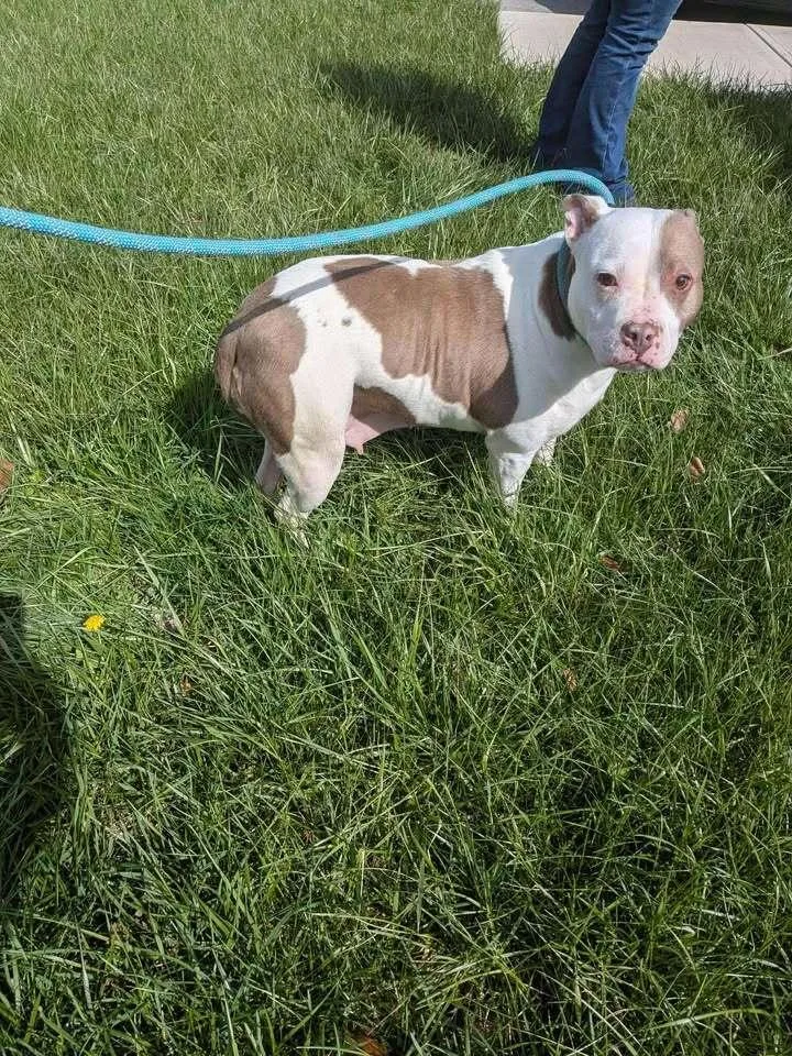 Mrs. Piggy thumbnail 3