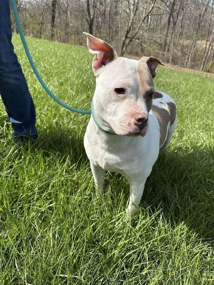 Mrs. Piggy thumbnail 4