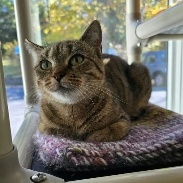 A young medium-sized female Brown / Chocolate Domestic Short Hair cat named Hollypaw for adoption in Winthrop, ME