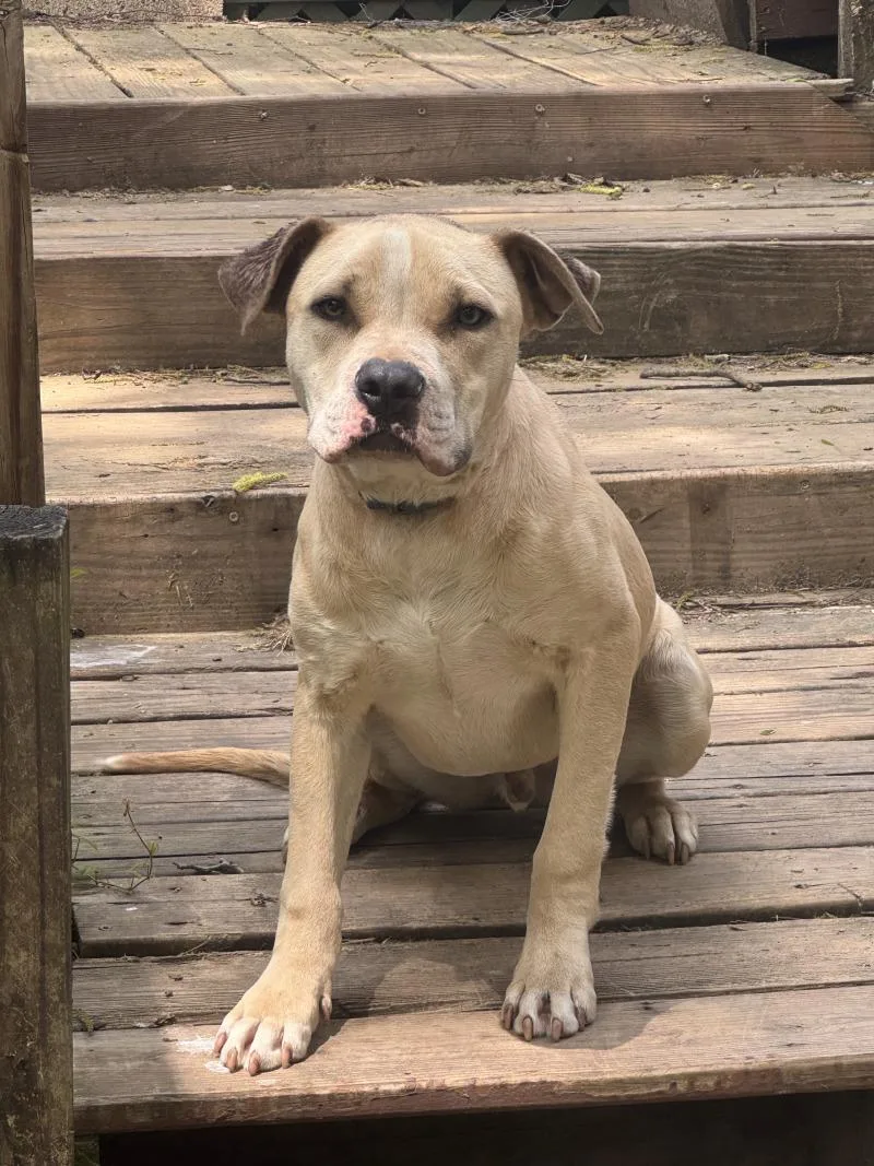 A young medium-sized male Yellow / Tan / Blond / Fawn Pit Bull Terrier dog named Cannon for adoption in Aiken, SC