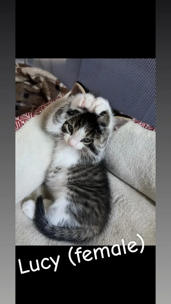A baby small-sized female Black & White / Tuxedo Domestic Short Hair cat named Lucy for adoption in Telford, PA