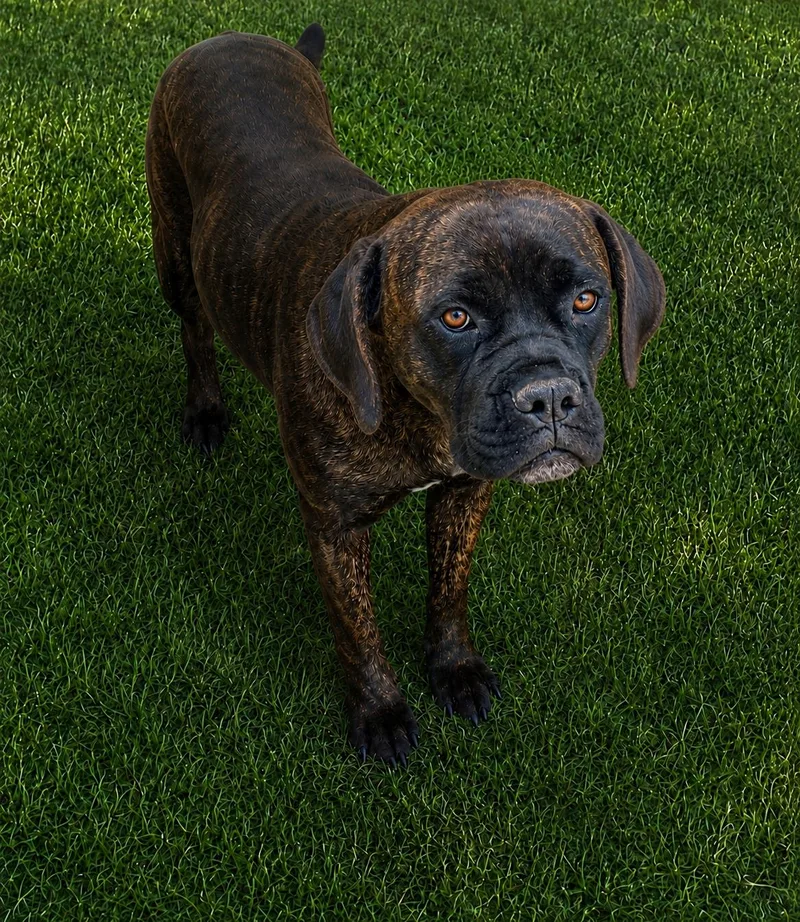 A young medium-sized female Brindle Cane Corso dog named Athena for adoption in Coarsegold, CA