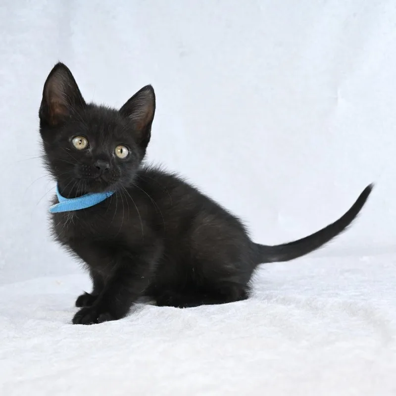 A baby small-sized female Black Domestic Short Hair cat named Trudy for adoption in Mobile, AL