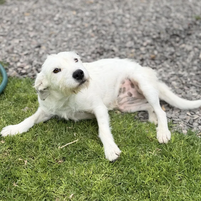 A young small-sized female White / Cream Parson Russell Terrier dog named Snow for adoption in Manvel, TX