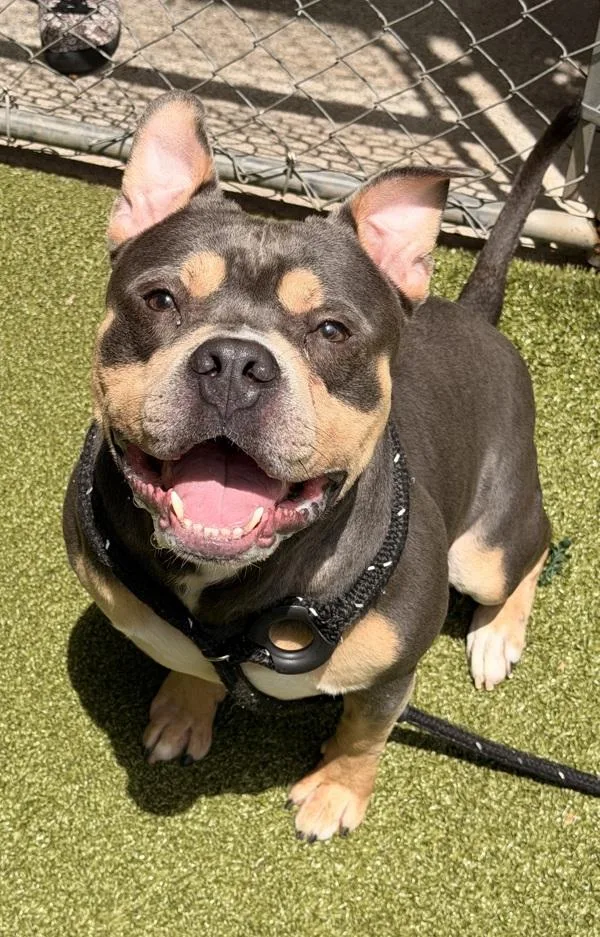 An adult large-sized male American Bulldog dog named Tony for adoption in Canton, GA