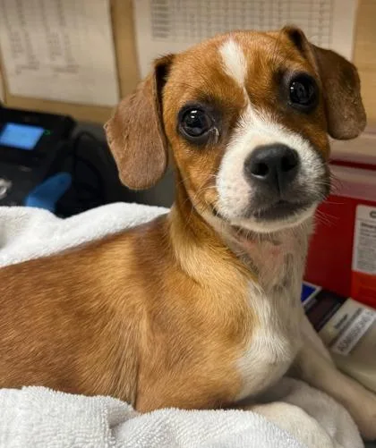 A baby small-sized male Mixed Breed dog named Mango for adoption in Honolulu, HI