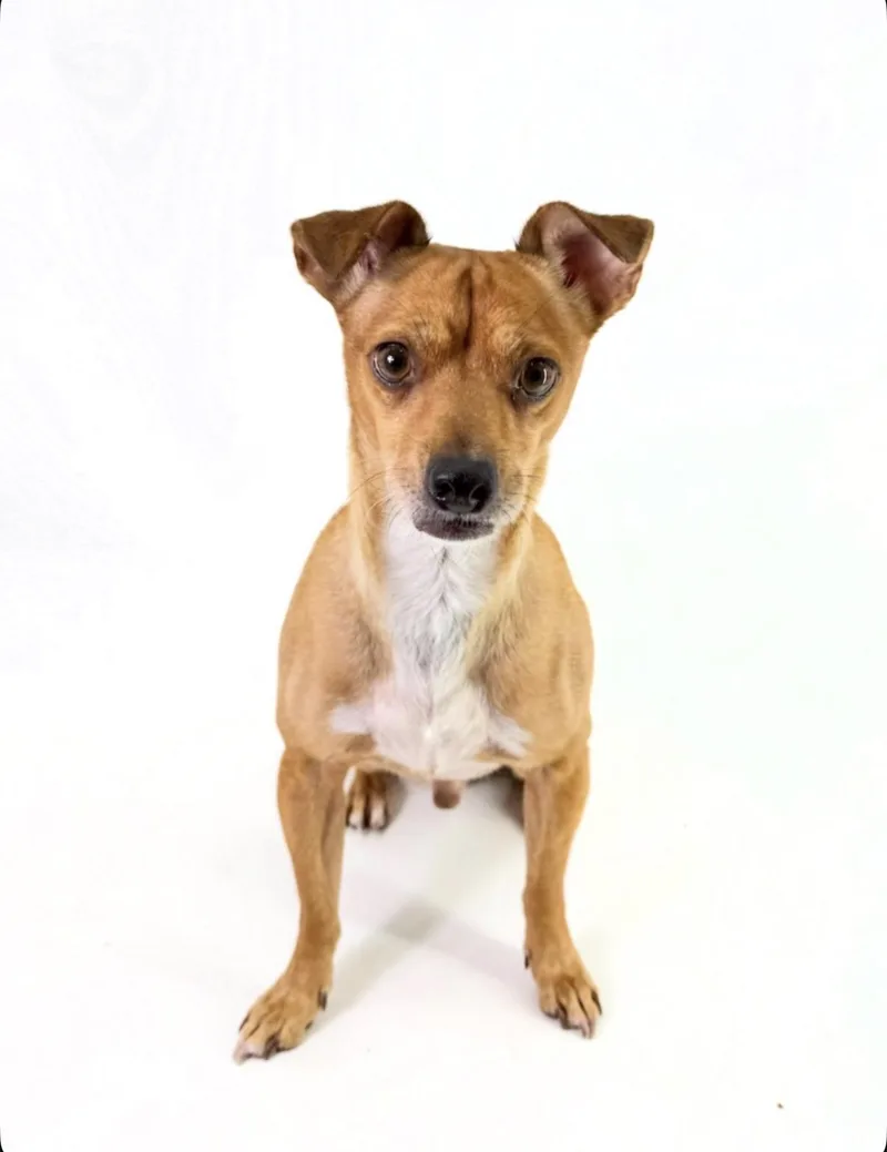 An adult small-sized male Golden Chihuahua dog named Rocky for adoption in Scottsdale, AZ