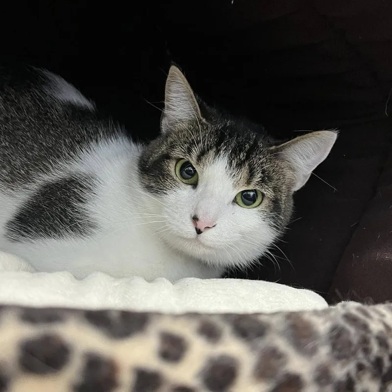 An adult medium-sized female Brown / Chocolate Domestic Short Hair cat named Hailee for adoption in Hamburg, NY