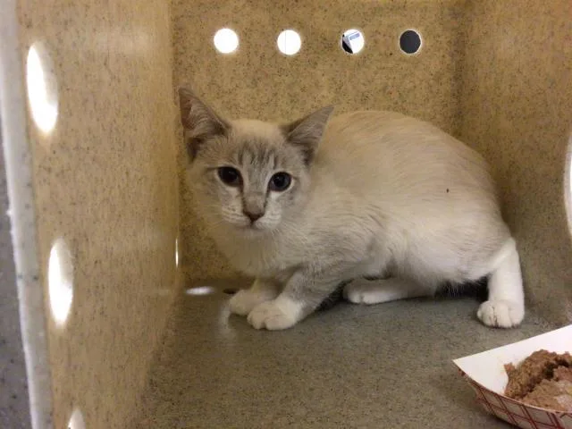 A baby small-sized female Domestic Short Hair cat named Gamora for adoption in Riverside, CA