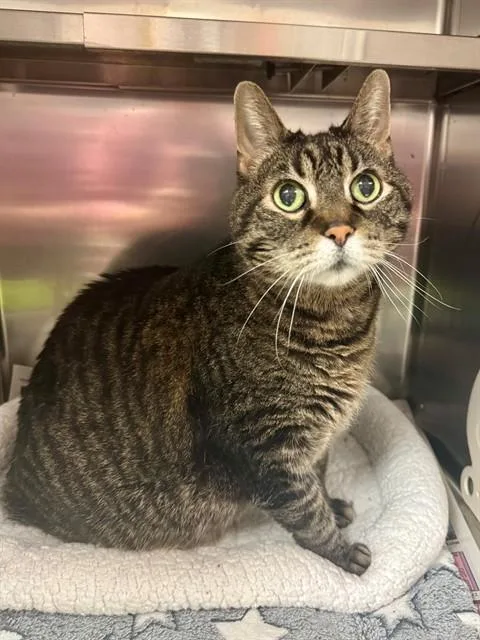 An adult small-sized male Domestic Short Hair cat named Kevin for adoption in Olivette, MO