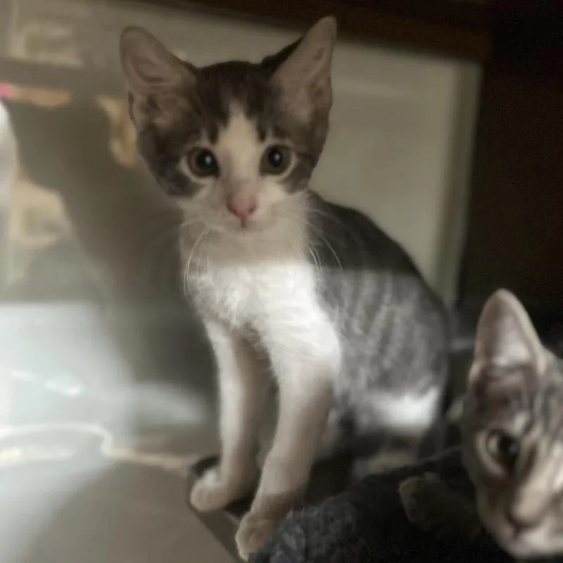 A baby small-sized male Gray / Blue / Silver Domestic Short Hair cat named Puzzle for adoption in Point Richmond, CA