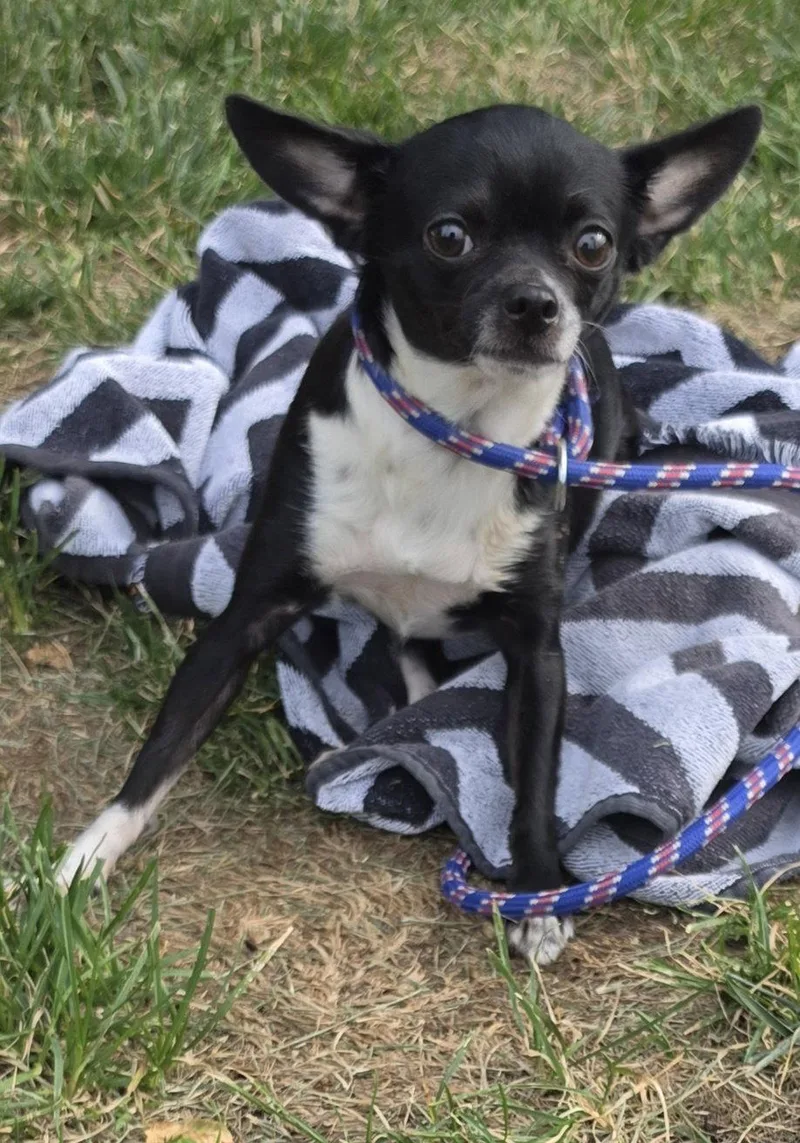 A young medium-sized female Chihuahua dog named Rya for adoption in Hollywood, MD
