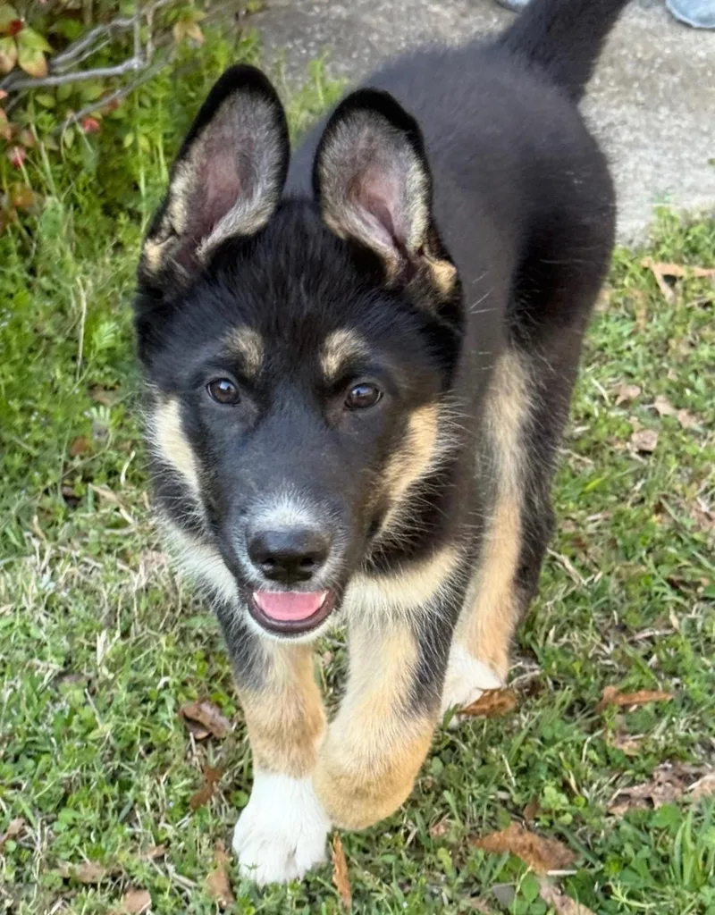 Midnight thumbnail 2