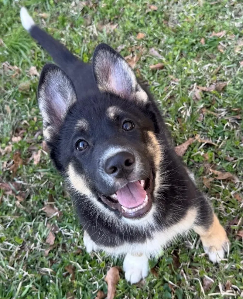 Midnight thumbnail 3