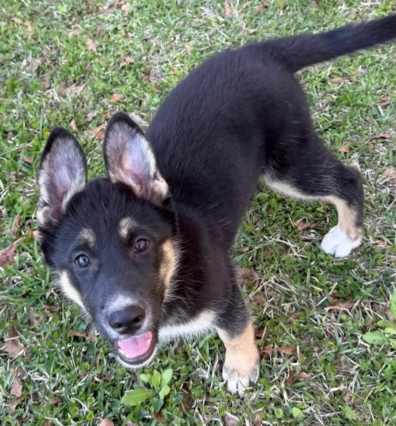 Midnight thumbnail 4