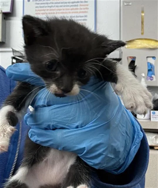 A baby medium-sized female Domestic Short Hair cat named June for adoption in Dallas, TX