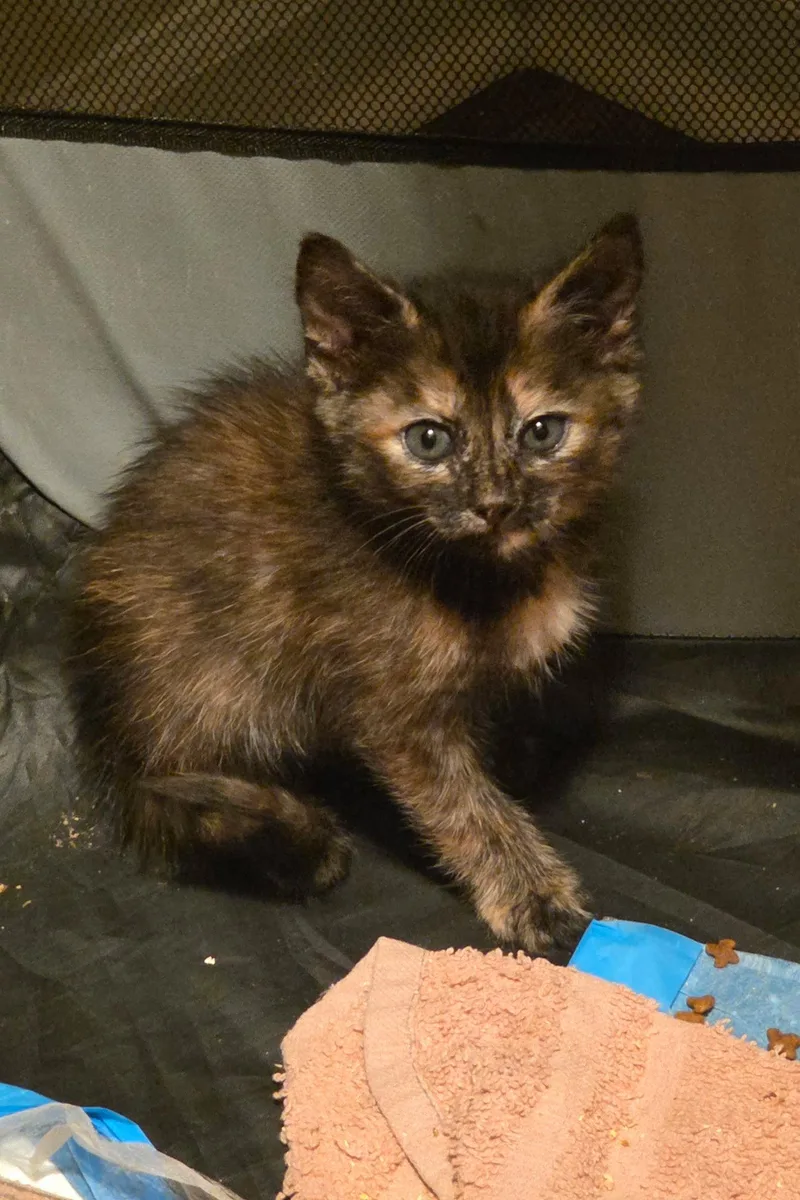 A young medium-sized female Domestic Short Hair cat named Counselor for adoption in Camden, SC