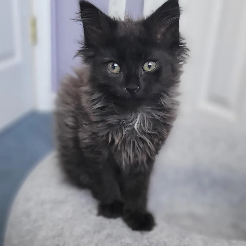 Bella