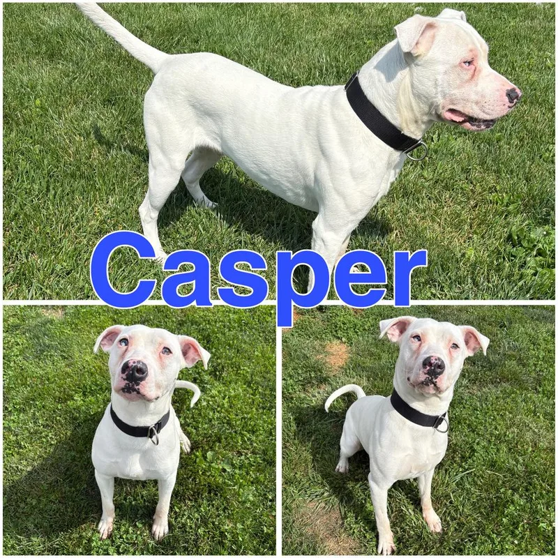 An adult large-sized male White / Cream Mixed Breed dog named Casper for adoption in Rochester, IN