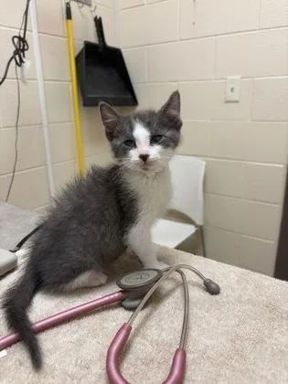 A baby small-sized male Domestic Short Hair cat named Red Foreman for adoption in Westland, MI