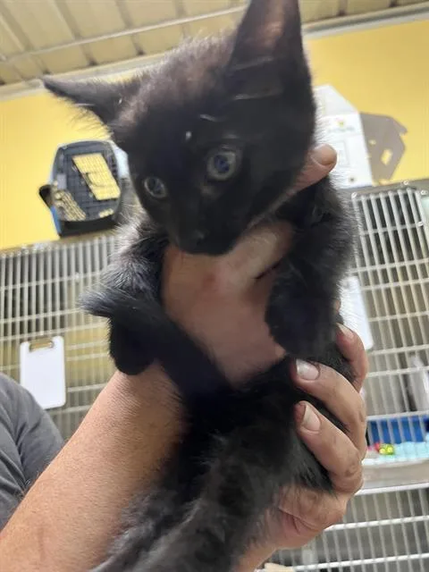 A baby small-sized female Domestic Medium Hair cat named A for adoption in Alameda, CA