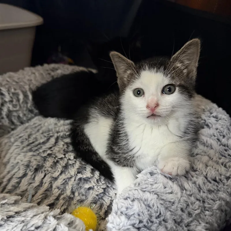 A baby small-sized male White Domestic Short Hair cat named Calico Jack for adoption in North Branford, CT