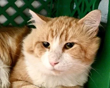 An adult small-sized male Domestic Short Hair cat named Chester for adoption in West Seneca, NY