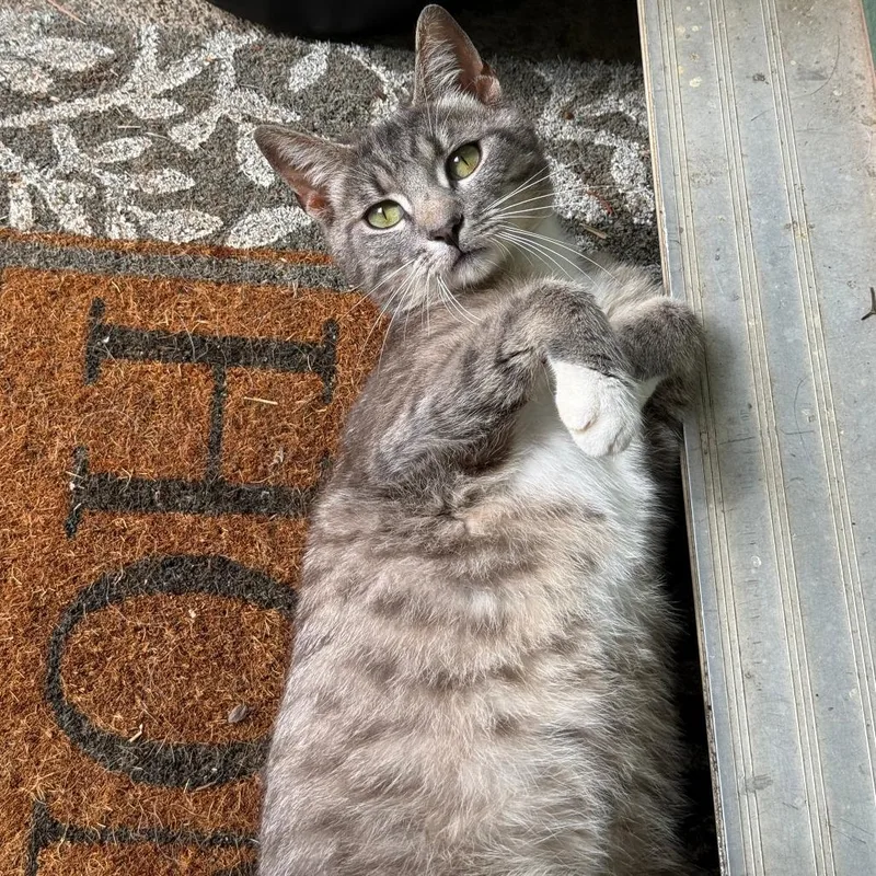 An adult medium-sized male Gray / Blue / Silver Domestic Short Hair cat named Sphere for adoption in Auburn, AL