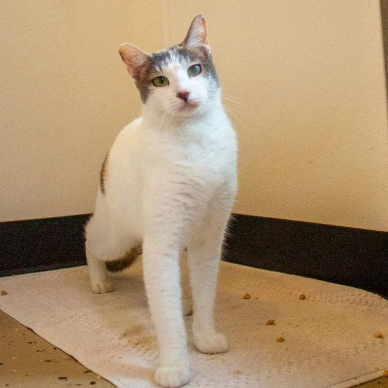 An adult medium-sized female Calico Domestic Short Hair cat named Beanie for adoption in Kailua Kona, HI