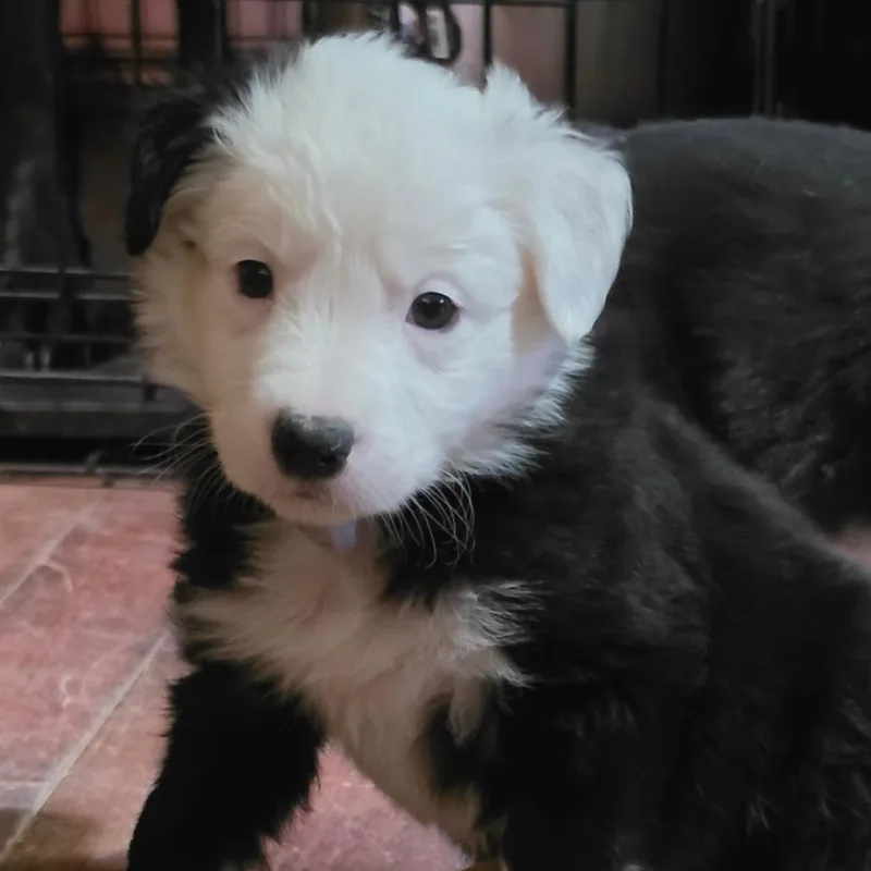 A baby medium-sized male Black Australian Shepherd dog named Dutch for adoption in Phoenix, AZ