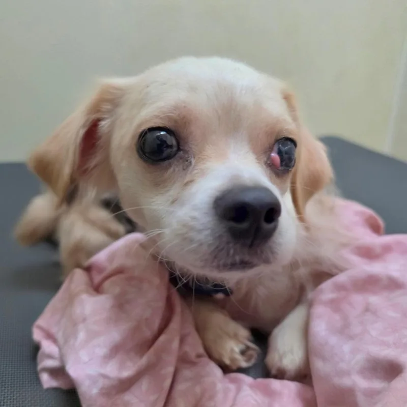 An adult small-sized male White / Cream Jack Russell Terrier dog named Beanie Chino Hills for adoption in Chino Hills, CA