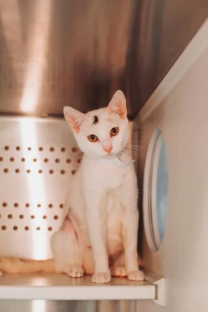 An adult small-sized female Domestic Short Hair cat named A Chirp for adoption in North Charleston, SC