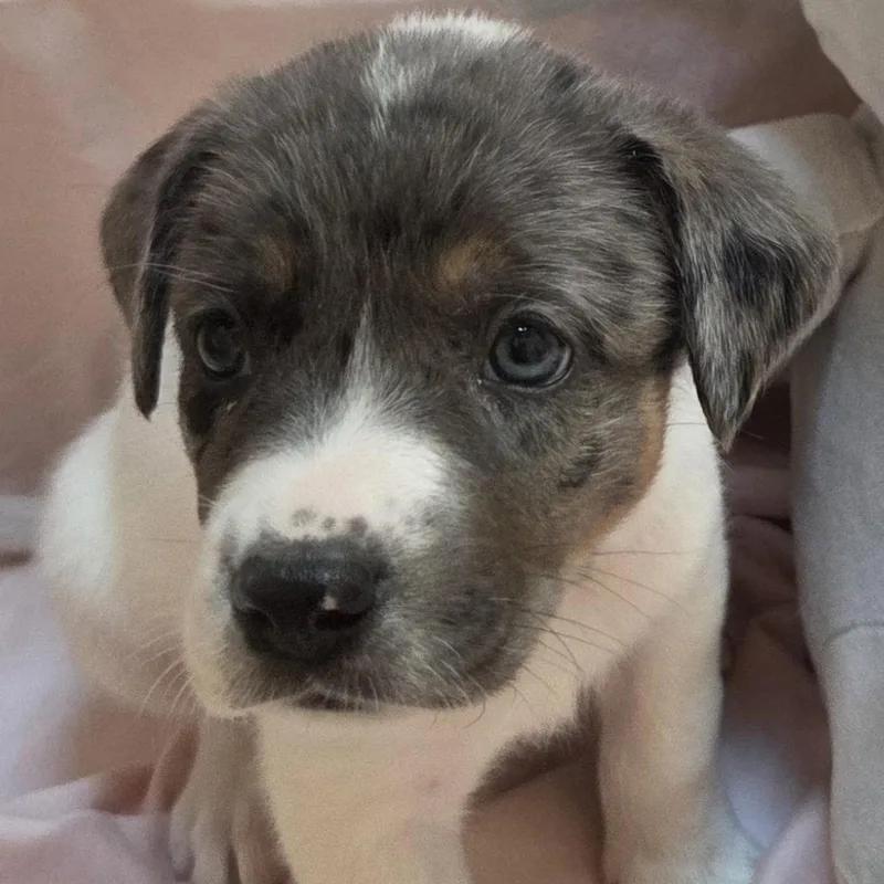 A baby small-sized female Mixed Breed dog named Mesa for adoption in Naperville, IL