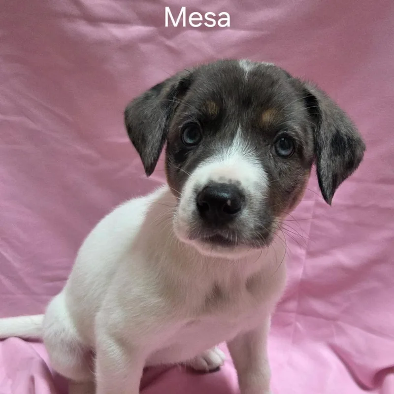 Mesa thumbnail 2