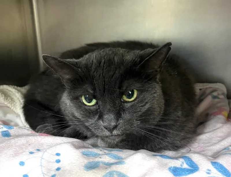 A senior medium-sized female Domestic Short Hair cat named Fairy Godmother for adoption in Cincinnati, OH
